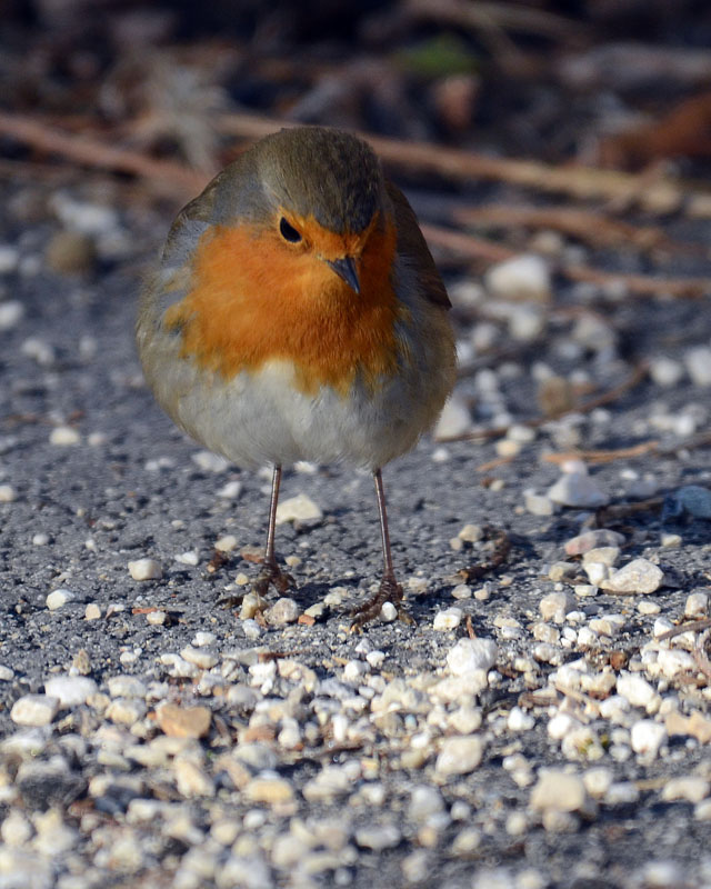 Pettirosso - Erithacus rubecula